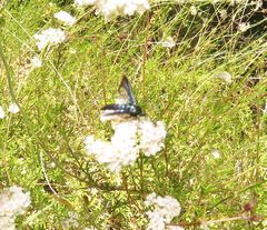 Synanthedon polygoni