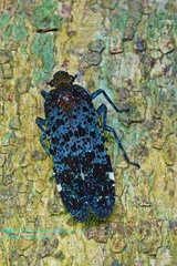 Penthicodes atomaria