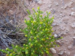Kippistia suaedifolia