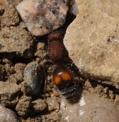 Dasymutilla canella