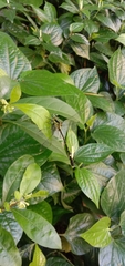 Leptogomphus sauteri formosanus