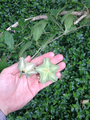 Cobaea scandens