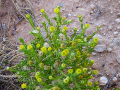 Kippistia suaedifolia