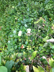Cobaea scandens