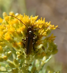 Crossidius suturalis