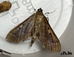 Herpetogramma sphingealis
