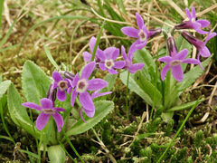 Primula pumila