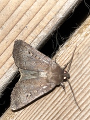 Graphiphora