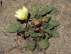 Oenothera xylocarpa
