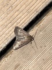 Graphiphora