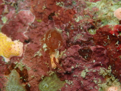 Copula sivickisi