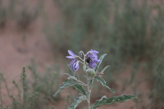 Megetra