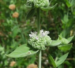 Pycnanthemum californicum