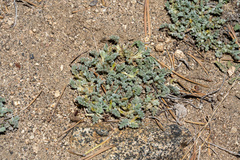 Astragalus subvestitus