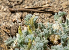 Astragalus subvestitus
