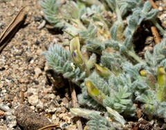Astragalus subvestitus