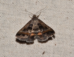 Acantholipes trajecta