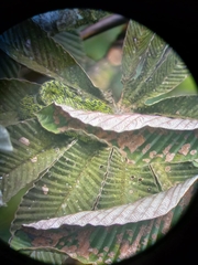 Bothriechis nigroviridis