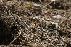 Asterocampa celtis antonia