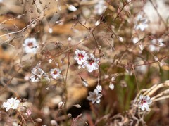 Eriogonum spergulinum