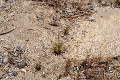 Eriogonum spergulinum