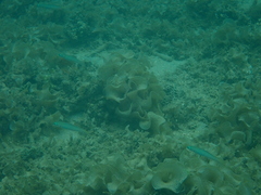 Ptereleotris microlepis