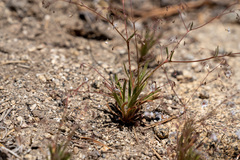 Eriogonum spergulinum