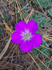 Geranium potentillifolium