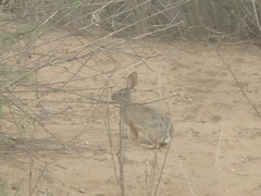 Sylvilagus cunicularius