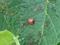 Epilachna nigrocincta