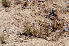 Eriogonum spergulinum