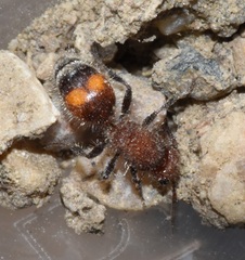 Dasymutilla canella