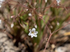 Eriogonum spergulinum