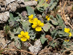 Viola pinetorum grisea