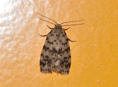Aemene taprobanis