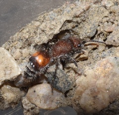 Dasymutilla canella