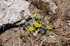 Viola pinetorum grisea