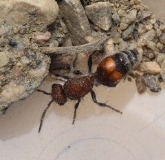Dasymutilla canella