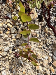 Arctostaphylos osoensis