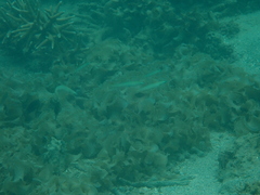 Ptereleotris microlepis