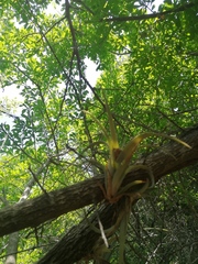Tillandsia circinnatioides