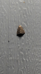 Macrochilo absorptalis