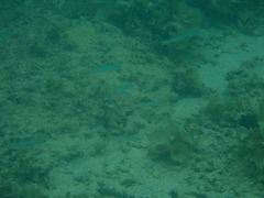 Ptereleotris microlepis