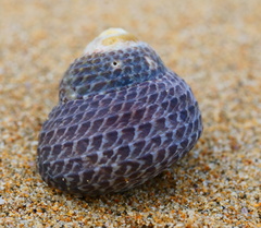 Chlorodiloma adelaidae