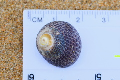 Chlorodiloma adelaidae