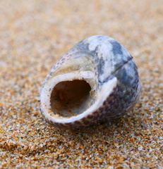 Chlorodiloma adelaidae