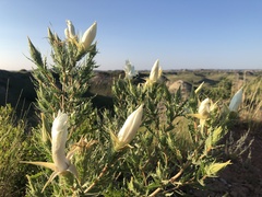 Mentzelia decapetala