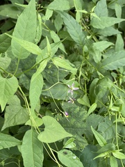 Solanum pittosporifolium