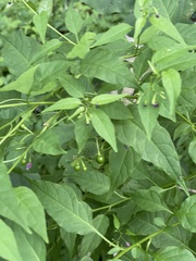 Solanum pittosporifolium
