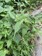 Solanum pittosporifolium